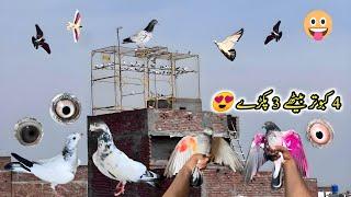 4 Kabootar Baithay 3 Pakray  | 3 Kabutar Pakray | Sheikhoo Pigeons Club