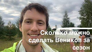 Сколько можно сделать Веников за сезон? Итоги