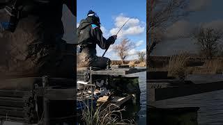 Awesome fishing on the maggot feeder!