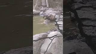 Capy Moments! Capybara swimming with his mom. #capybara #capybaramemes #capivara #masbro