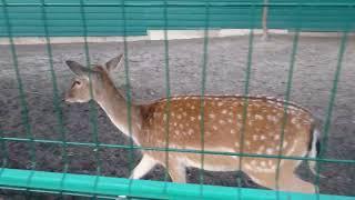 Deer in the zoo Kyiv