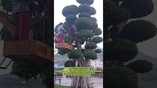 Cultivating Green Spaces: An Elder's Touch in the Urban Garden