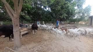 oho man with goat meet amazing video