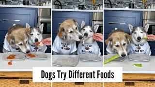 Dogs Try Different Foods