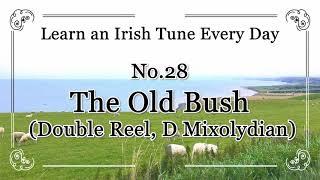 028 The Old Bush (Double Reel, D Mixolydian) Learn an Irish Tune Every Day.