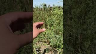 Жатка для уборки подсолнечника Orange Seed и амброзия.