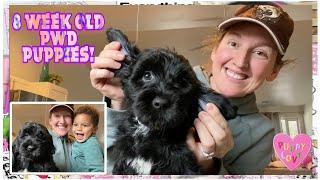 8 Week Old Portuguese Water Dog Puppies final PUPDATE!