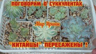 #мояколлекция Поговорим о суккулентах | "КИТАЙЦЫ "посажены!●▪︎▪︎