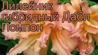 Лилейник гибридный Дабл Помпон (hemerocallis)  обзор: как сажать, рассада лилейника Дабл Помпон