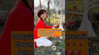 Ловчий пояс от вредителей своими руками 🪳🪳🪳