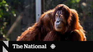 #TheMoment an orangutan escaped at the Toronto Zoo