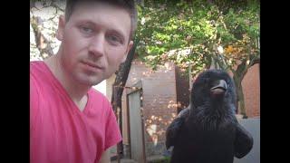 Говорящий ворон Мунин. Talking raven Muninn.