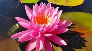 Нимфея  Wild Fire (nymphaea Wild Fire)