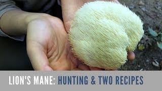 Lion's Mane Mushroom: Hunting and Cooking 大朵野生猴菇