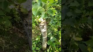 прививка семечковых на боярышник.