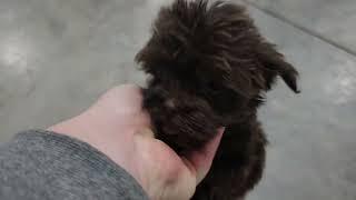 Jenna - Hazel - Kayla - Hannah Cute Havanese puppies. #havanese #havanesepuppies