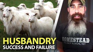 My THOUGHTS On Animal Husbandry - SHEEP