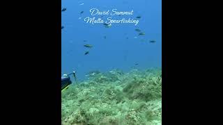 Brown Meagres#pesca #fish #fishing #diving #nature #spearfishing #viralshort #gopro #ocean #sea