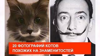 20 ФОТОГРАФИЙ КОТОВ, КОТОРЫЕ ПОХОЖИ НА ЗНАМЕНИТОСТЕЙ!