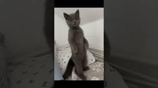 Funniest Animals videos compilation best 2