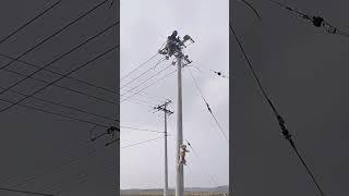The process of rescuing the puppy on the high voltage line