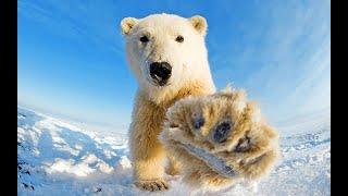 МЕЖДУНАРОДНЫЙ ДЕНЬ ПОЛЯРНОГО МЕДВЕДЯ Polar Bears International Day #открытки #обмен #событие