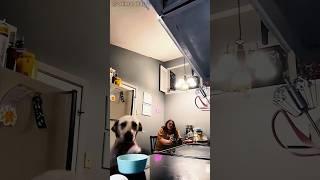 #funny #funnyanimals #pets #funnypets #funnydogs #funnypuppy #doggys #shortvideo #shorts