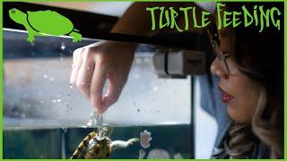 Aquatic Turtle Feeding/Diet Care Guide