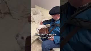 Ну и вот как доказать, что Тэффи никто не обижал?  #глухаятэффи  #глухаясобака #dog