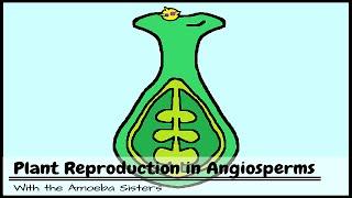 Plant Reproduction in Angiosperms