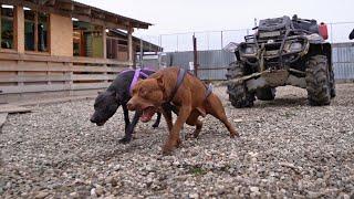 Питбули до БЕЗУМИЯ тащят квадроцикл !!! Муса и Багира впервые ! Чья пара сильнее???!!!