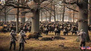Hundreds of Wild Boars Approach Farm - Farmers Turn On Absolute Defense Mode With Rifles
