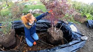 Redevelopment of adult blueberry bushes. I practice the trench method.