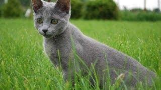 Animal Planet  : Cats 101 ~ Russian Blue