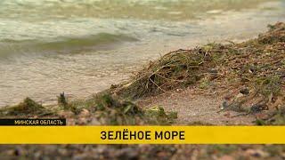 Минское море окрасилось в зеленый цвет – безопасно ли купаться?