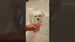 LOL and MALTESE PUPPY #youtubeshorts #shortsviral #maltese #puppies #puppy #doglover #lol