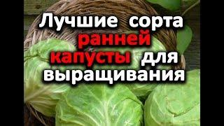 Самая ранняя и cтpeccoycтoйчивaя капуста. Обзор семян капусты для рассады!