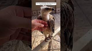 The man accidentally saw a bird that had lost its mother, then #eagle #birds #shorts