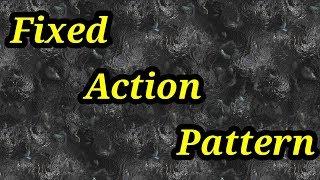 Fixed action pattern behavior