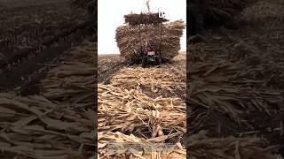 Massive harvest haul: tractor carries giant stalks!