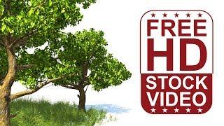 Free Stock Videos – 3D animated tree and grass - American Sycamore