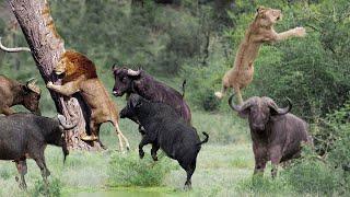 Extreme fights Lion vs Buffalo Hyena Leopard Porcupine, Wild Animals Attack