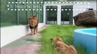 My Lion at his Kingdom Feeling Relax /SR Breeding Farm