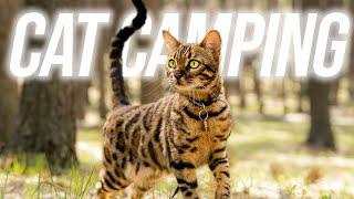 How To Camp With Your Cat