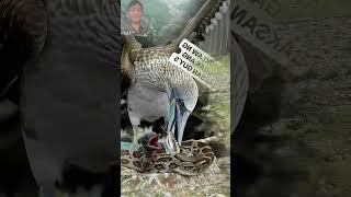 Wild Life Animals Best Documentaries Wild Duck And Wild Mumba Short