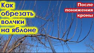 КАК правильно ОБРЕЗАТЬ ВОЛЧКИ на ЯБЛОНЕ.