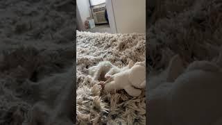 Mohawk practices his pouncing technique #cat #kitten #catlover #catvideos #shorts