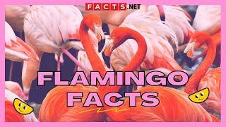 30 Strange Flamingo Facts That You Never Knew About