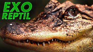 Exo Reptil - Alligator Chino ( Alligator Sinensis )