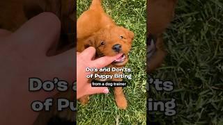 Puppy Biting 101 #DogTraining #puppytips #dogtrainer #puppytraining #puppybiting #puppyadvice